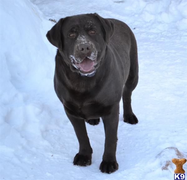 Labrador Retriever stud dog