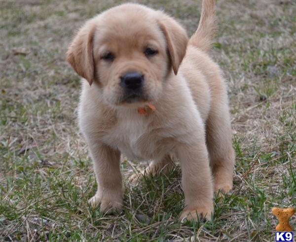 Labrador Retriever