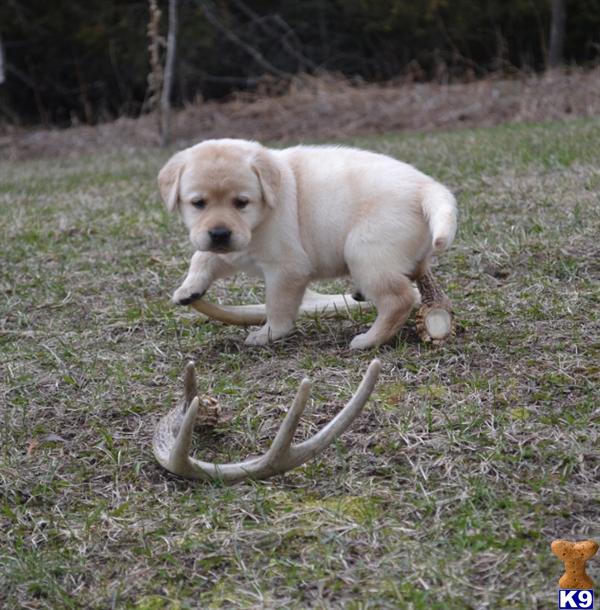 Labrador Retriever