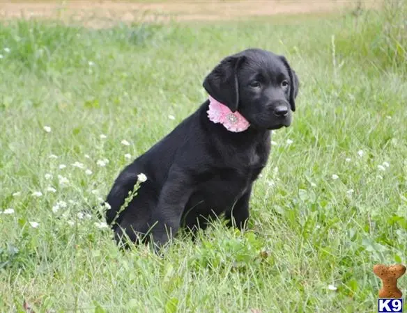 Labrador Retriever