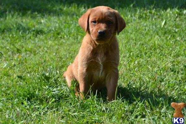 Labrador Retriever