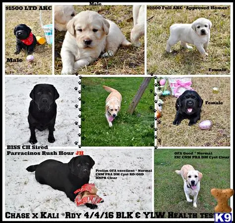 Labrador Retriever puppy for sale