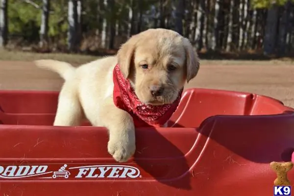 Labrador Retriever puppy for sale