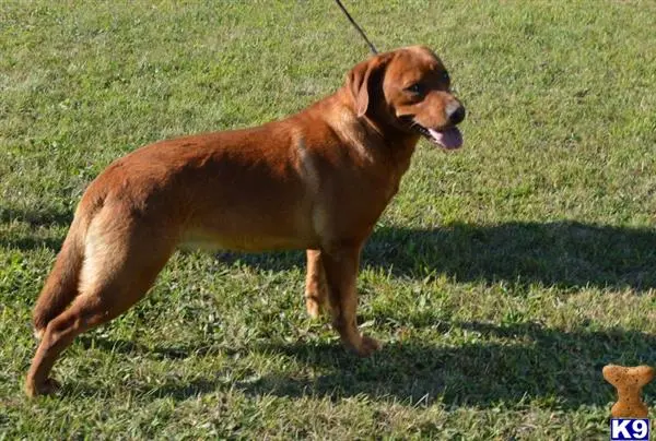 Labrador Retriever puppy for sale