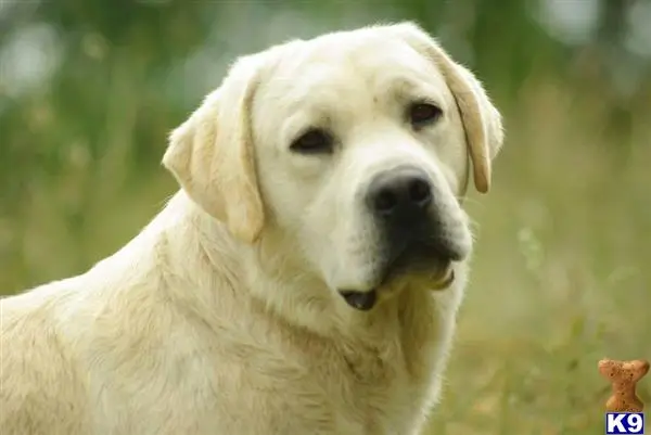 Labrador Retriever puppy for sale