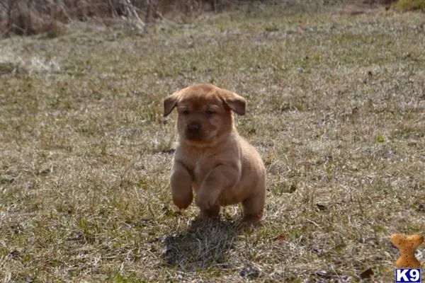 Labrador Retriever puppy for sale