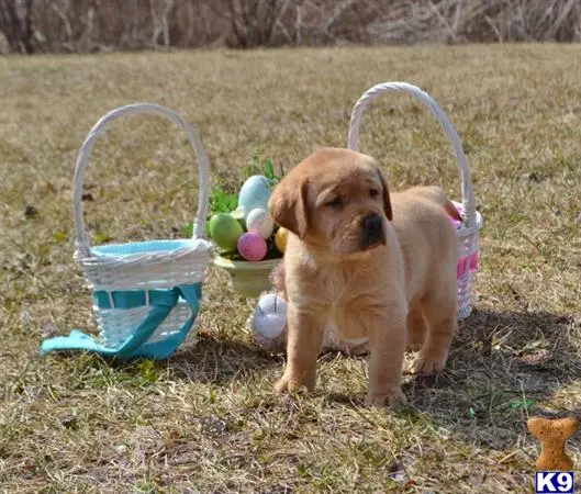 Labrador Retriever puppy for sale