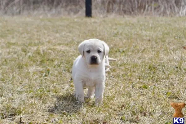 Labrador Retriever puppy for sale