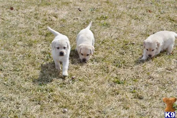 Labrador Retriever puppy for sale