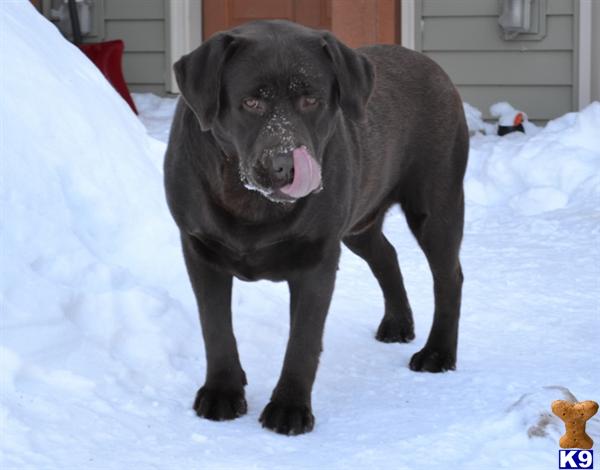 Labrador Retriever stud dog