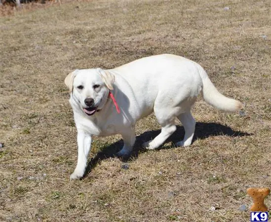 Labrador Retriever puppy for sale