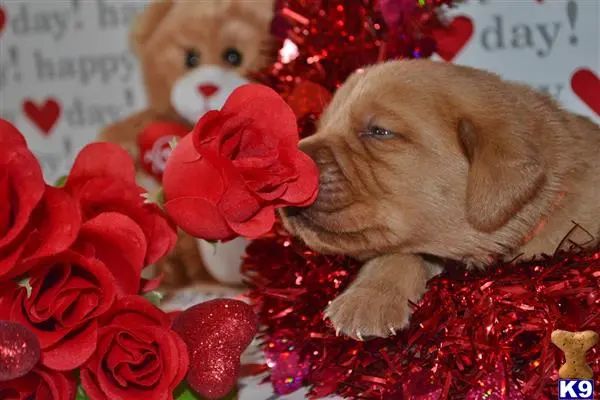 Labrador Retriever puppy for sale