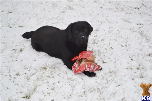 Labrador Retriever puppy for sale