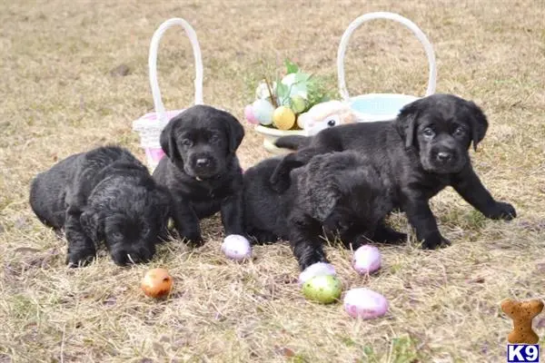 Labrador Retriever puppy for sale