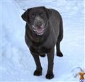 Labrador Retriever stud dog: Chocolate Labrador Retriever standing on snow with a happy expression