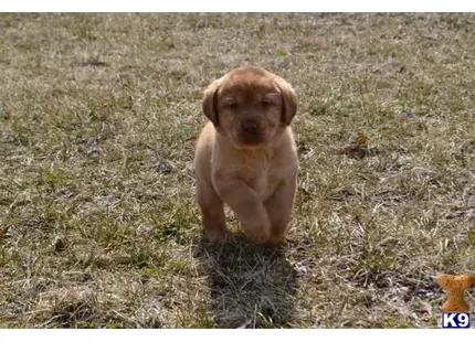 Labrador Retriever