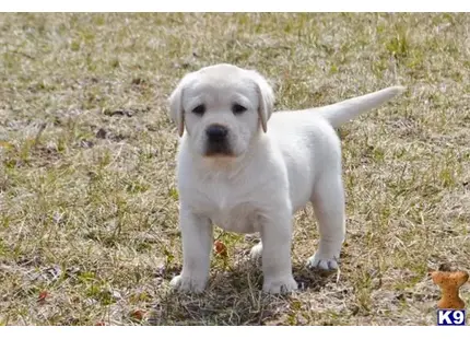 Labrador Retriever