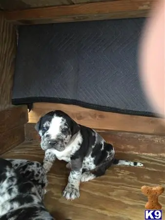Catahoula puppy for sale