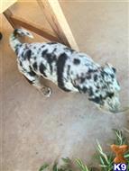 catahoula puppy posted by cmanuel