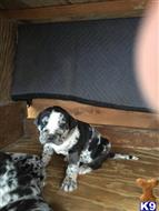 Catahoula