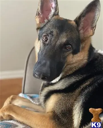 German Shepherd