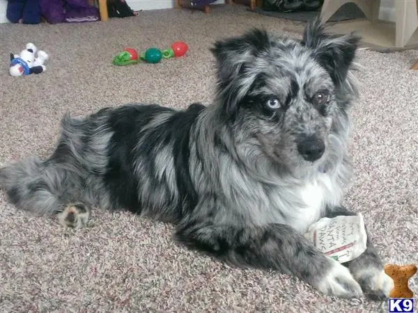 Australian Shepherd stud dog