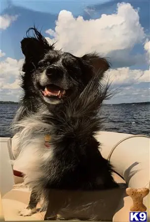 Australian Shepherd stud dog