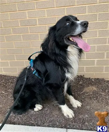 Australian Shepherd stud dog