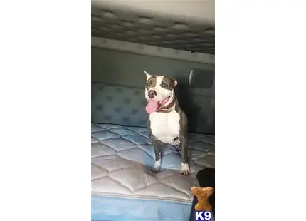 American Staffordshire Terrier