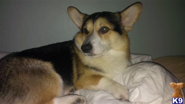 Pembroke Welsh Corgi stud dog