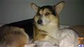 Pembroke Welsh Corgi stud dog: Black and tan Pembroke Welsh Corgi lounging on a white blanket