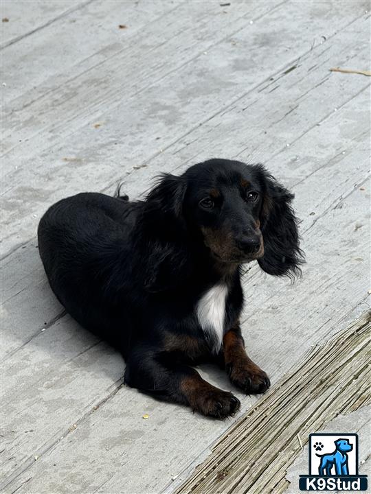 a black and white dachshund dog lying on a wooden deck