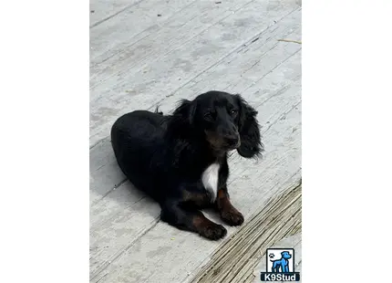 a black and white dachshund dog lying on a wooden deck