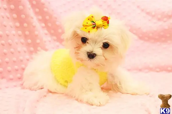 Maltese puppy for sale