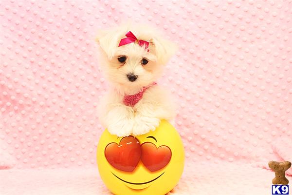 a maltese dog wearing a garment