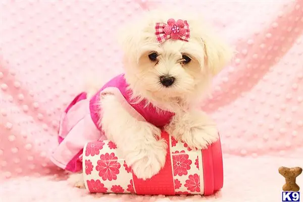 Maltese puppy for sale