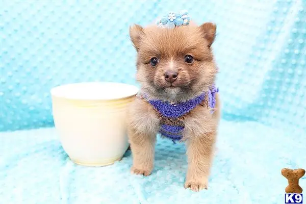 Pomeranian puppy for sale