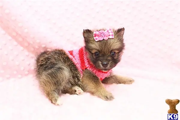 Pomeranian puppy for sale