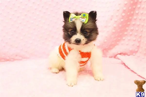 Pomeranian puppy for sale