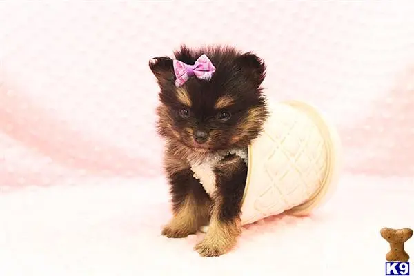 Pomeranian puppy for sale