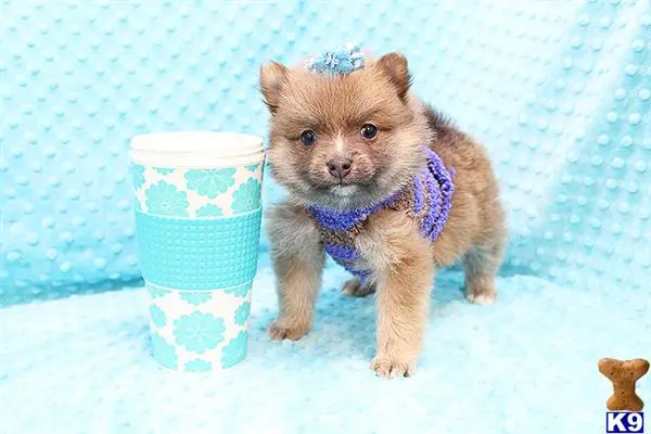 Pomeranian puppy for sale