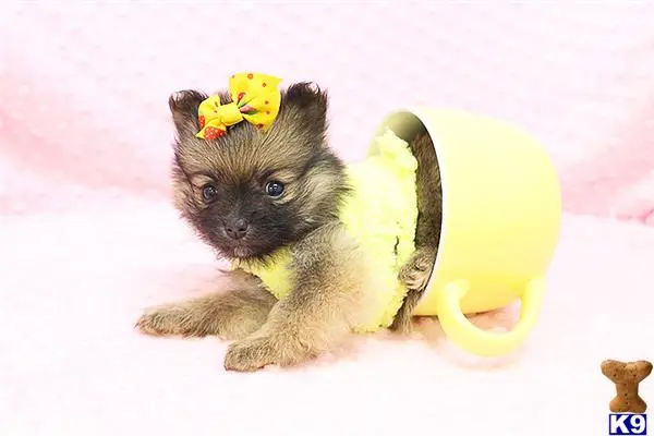 Pomeranian puppy for sale