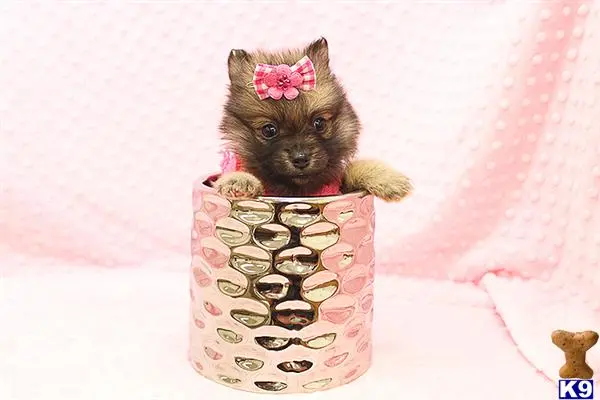 Pomeranian puppy for sale