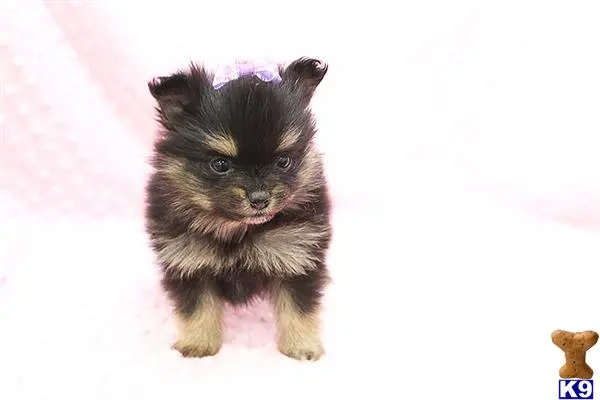 Pomeranian puppy for sale