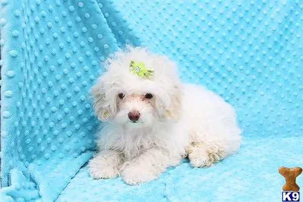 Poodle puppy for sale