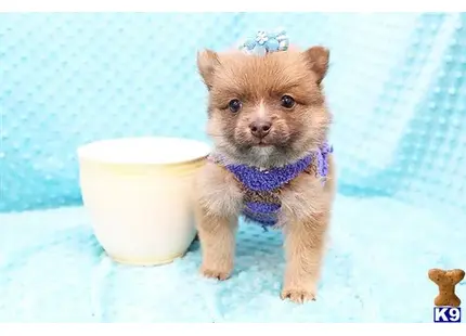 Pomeranian