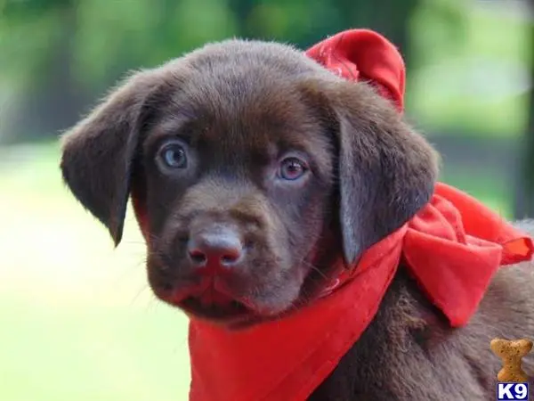 Labrador Retriever puppy for sale