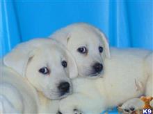 labrador retriever puppy posted by cmstrong