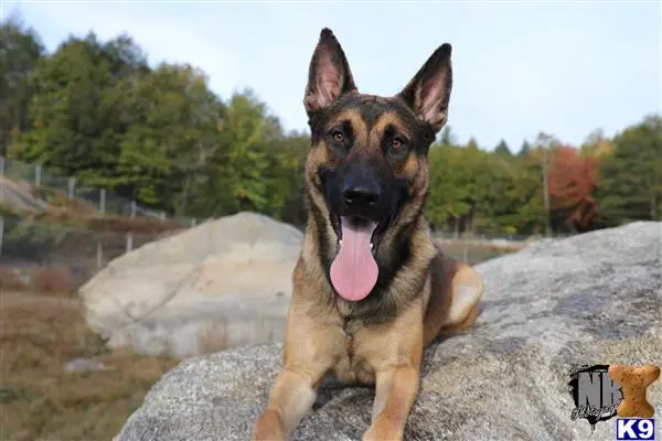 Belgian Malinois stud dog