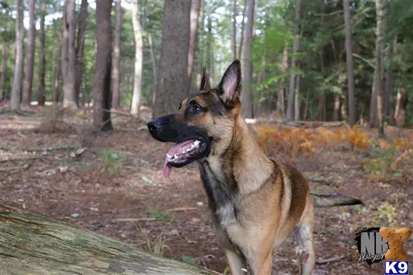 Belgian Malinois stud dog